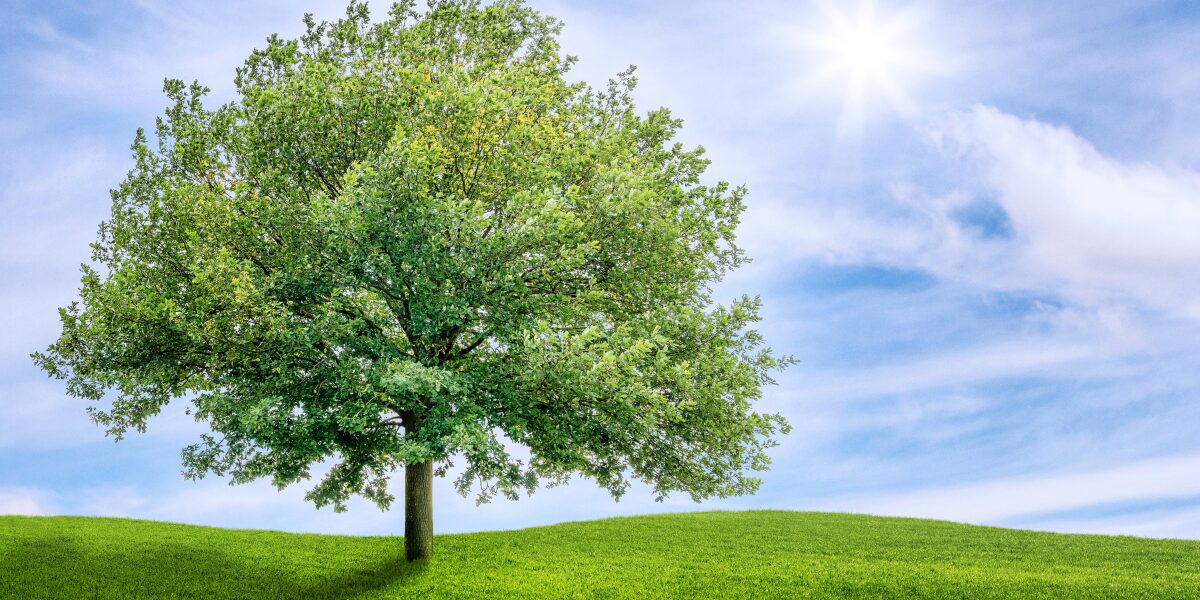 Książki o drzewach – przewodnik po 9 najlepszych