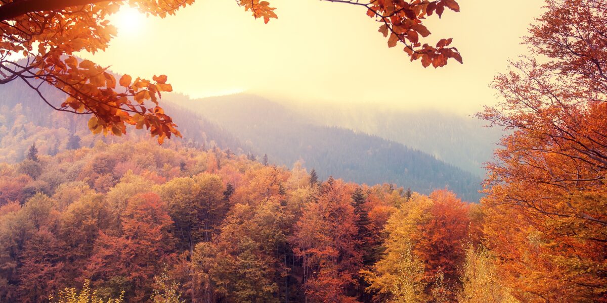 Książki o lesie – ranking 9 inspirujących tytułów