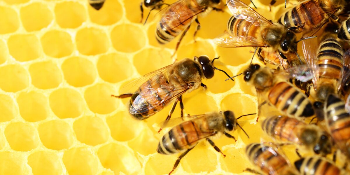 Książki o pszczołach – ranking 8 inspirujących tytułów