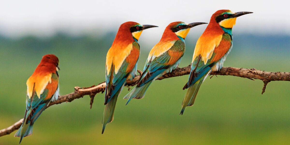 Książki o ptakach dla dzieci – które warto wybrać? 9 polecanych